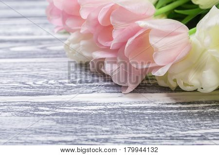 Pink and White Very Tender Tulips on White, Gray Wooden Background. Copyspace