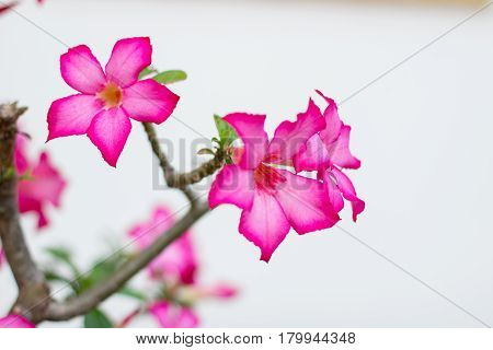 pink flower on the isolated white background with copy space
