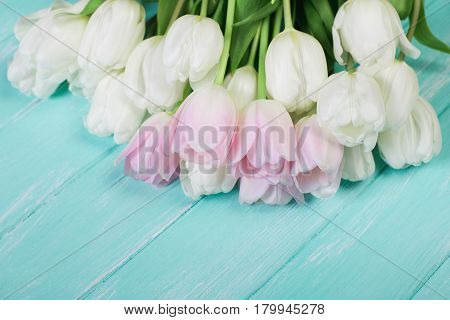 Pink and White Very Tender Tulips on Green Blue Wooden Background. Copyspace