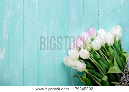 Pink and White Very Tender Tulips on Green Blue Wooden Background. Copyspace