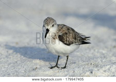 A Sanderling, Calidris alba in winter plumage walking on the beach in Florida