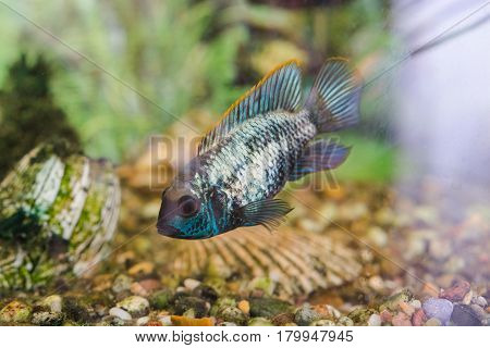 Aquarian Fish. Turquoise Okara.