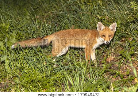 Young Red Fox