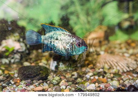 Aquarian Fish. Turquoise Okara.