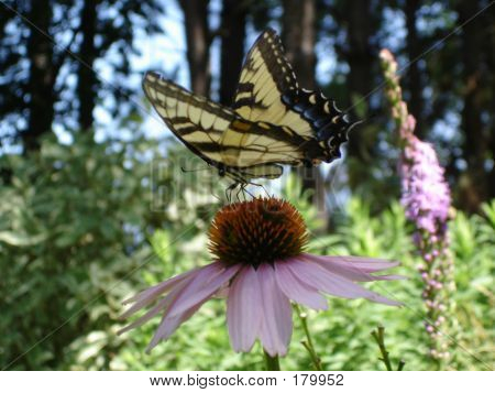Butterfly_flower