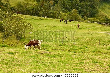 Tehén, Cocora-völgy