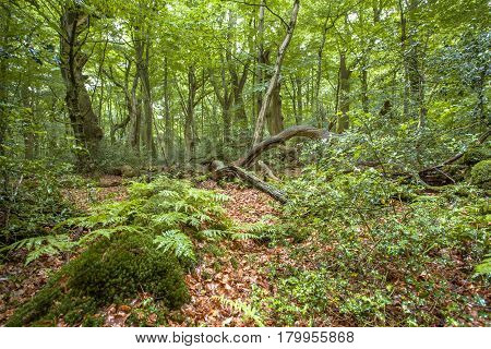Native Forest In Europe
