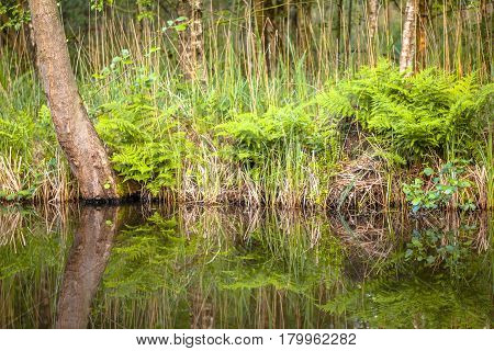 Lake Shore Detail