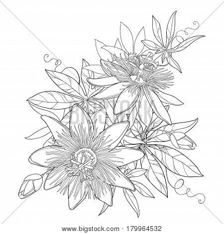 Vector bouquet with outline tropical Passiflora or Passion flowers, bud, leaves and tendril isolated on white background. Exotic floral elements in contour style for summer design and coloring book.