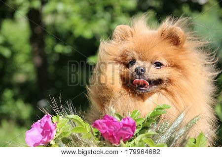 Portrait of lovely pomeranian dog with chamomiles and orange flowers in summer on nature green background
