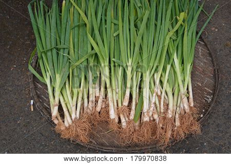 Fascicles of fresh green onions with roots