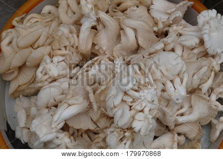 the mushrooms which are grown up in artificial conditions is an environmentally friendly product