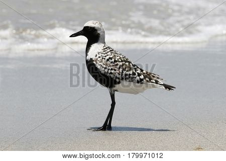 A Black-bellied Plover, Pluvialis squatarola in breeding plumage on a beach in Florida