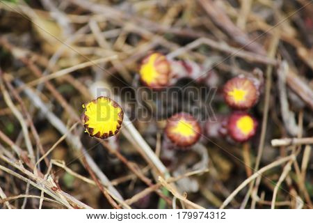 Yellow flower mother and stepmother Tussilago farfara