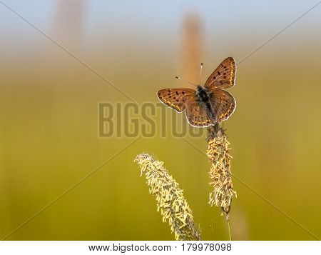 Sooty Copper Butterfly On Grass