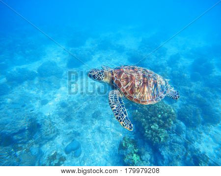 Sea turtle in shallow water. Sea bottom with sand and plants. Tropical seashore with rare marine species. Snorkeling with sea tortoise. Oceanic animal green turtle in wild nature. Underwater scene