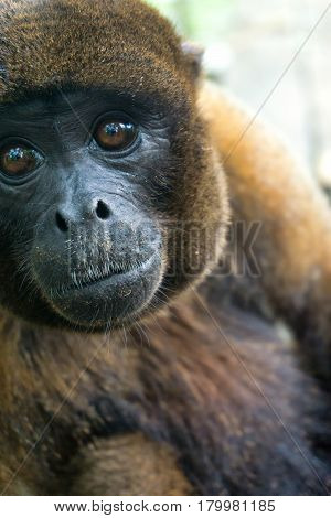 Closeup view of a woolly monkey near Iquitos Peru