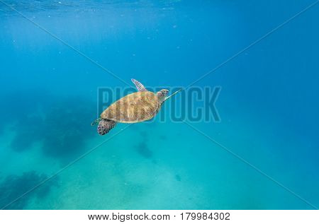 Green turtle dives in blue sea water. Sea scenery with tortoise. Wild green turtle in tropical lagoon. Oceanic environment with animals and seaweeds. Marine ecosystem. Vibrant scene in exotic lagoon