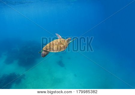 Green turtle dives in blue sea water. Sea landscape with tortoise. Wild green turtle in tropical lagoon. Oceanic environment with animals and seaweeds. Marine ecosystem. Vibrant scene in exotic lagoon