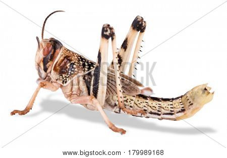 Desert locust on white background. Macro photo.