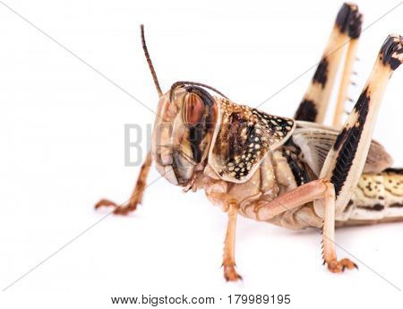 Desert locust on white background. Macro photo.