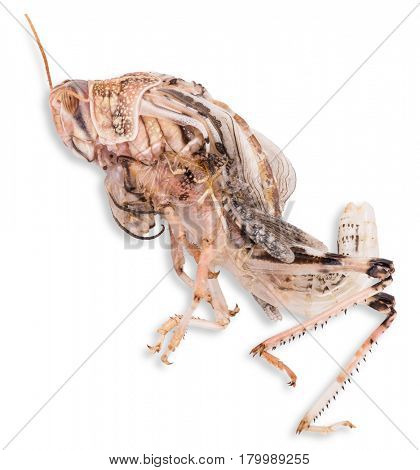 Desert locust on white background. Macro photo.