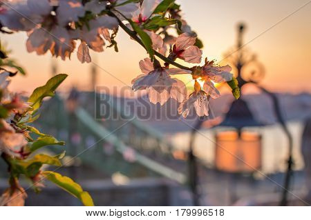 Budapest Hungary - Cherry blossom on a Spring sunrise with Liberty Bridge and lamp post at background