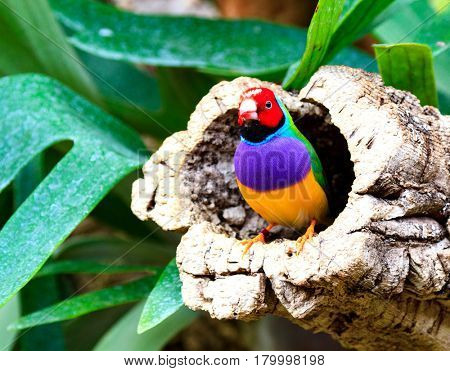 Colorful bird amadina sitting on a tree (Chloebia gouldiae)