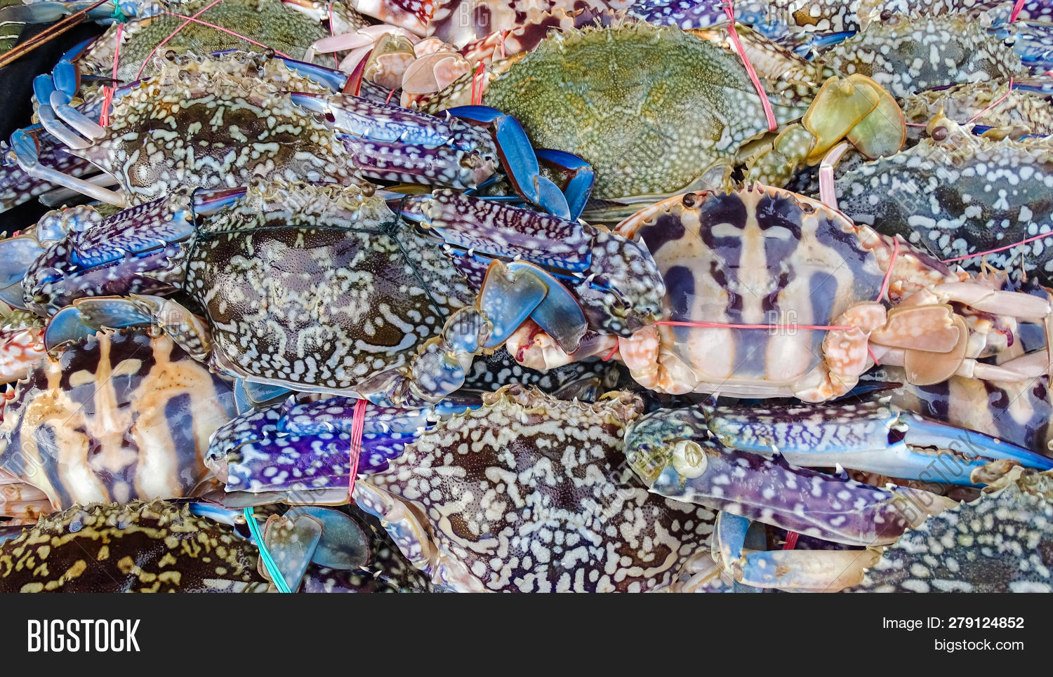 Fresh Seafood Abound Image & Photo (Free Trial) Bigstock