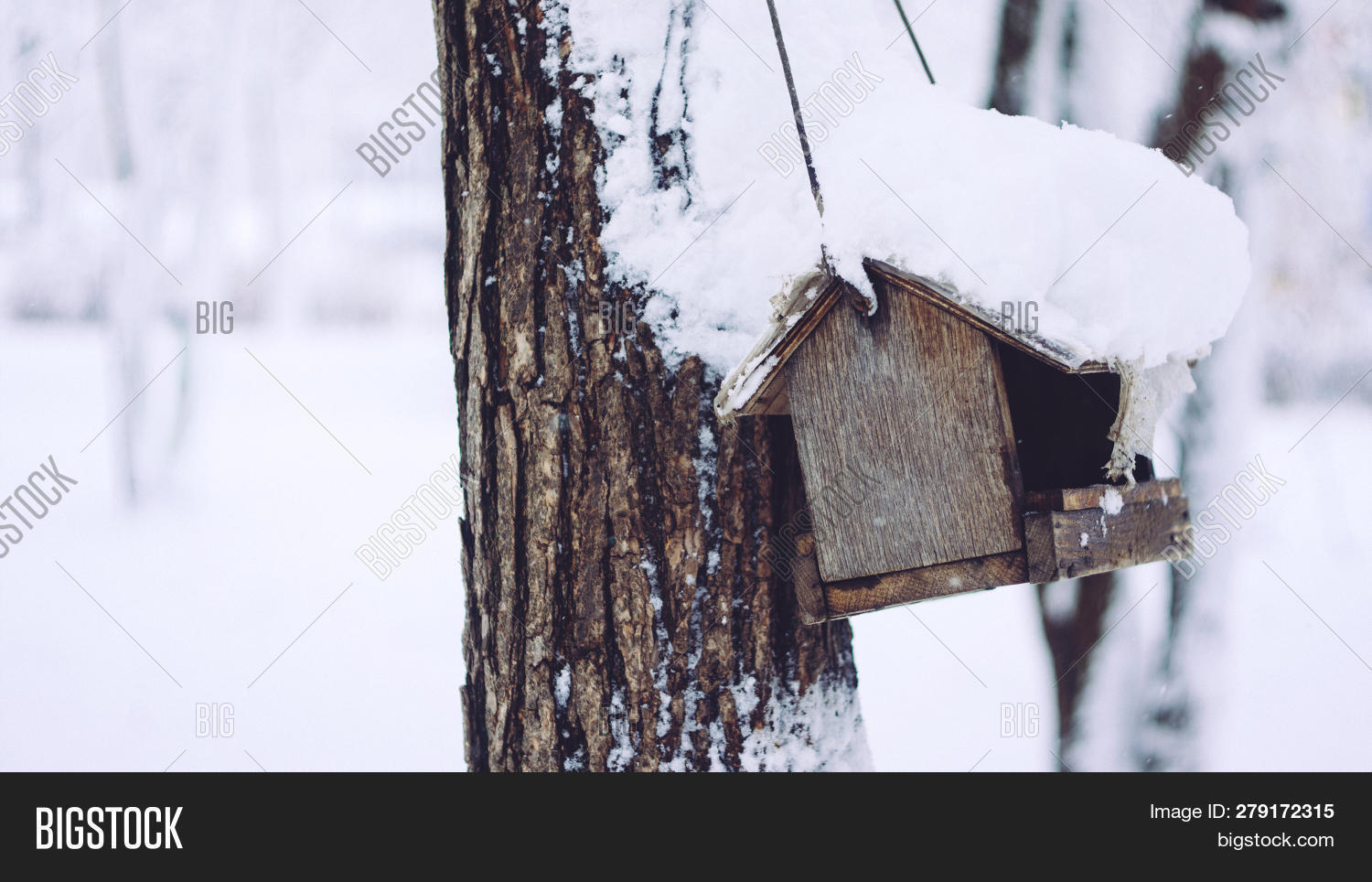 Birds Sparrows Eating Image Photo Free Trial Bigstock
