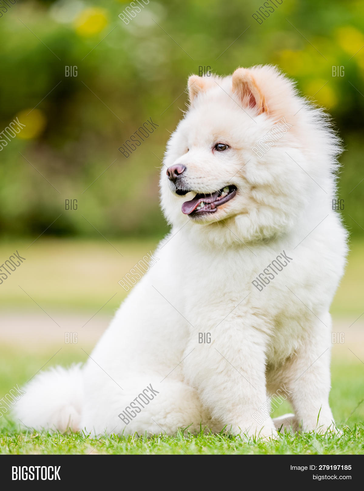 White Samoyed Puppy Image Photo Free Trial Bigstock