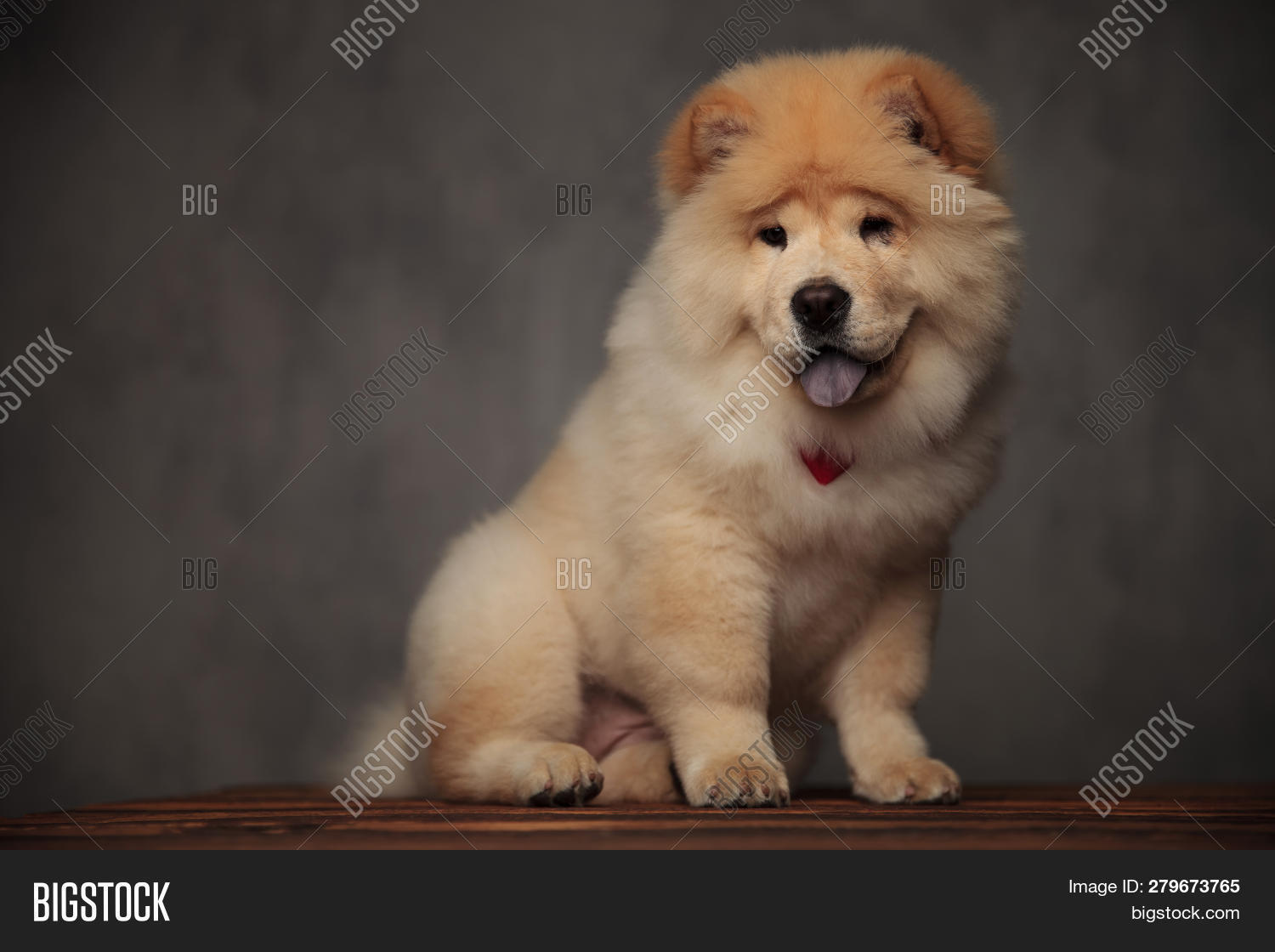 happy chow chow