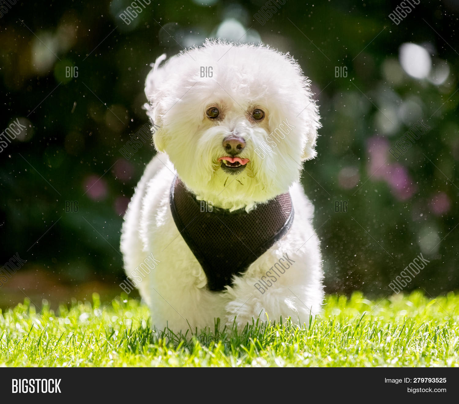 Bichon Frise Poodle Image Photo Free Trial Bigstock