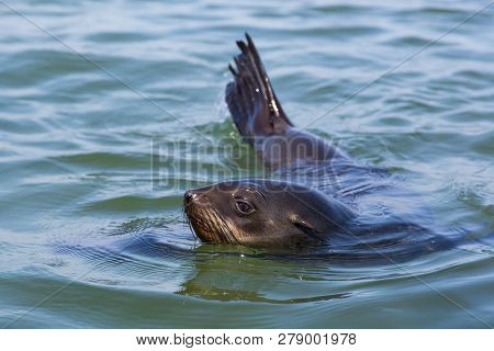 Close View Swimming Natural Eared Seal (otariidae) In Blue Water, Sunshine