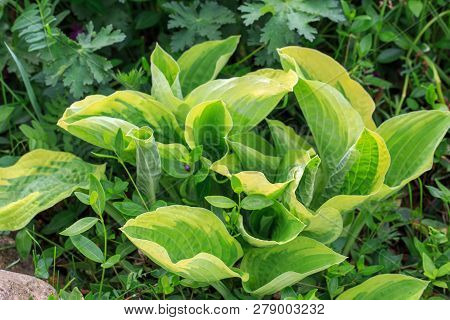 Violet Flowers Of Blooming Hosta Hosta Undulata