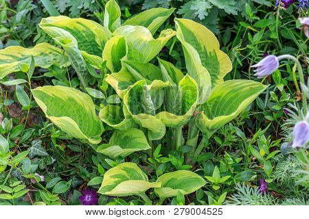 Violet Flowers Of Blooming Hosta Hosta Undulata