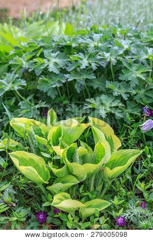 Violet Flowers Of Blooming Hosta Hosta Undulata