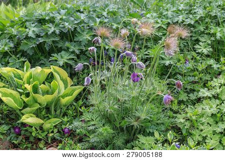 Violet Flowers Of Blooming Hosta Hosta Undulata