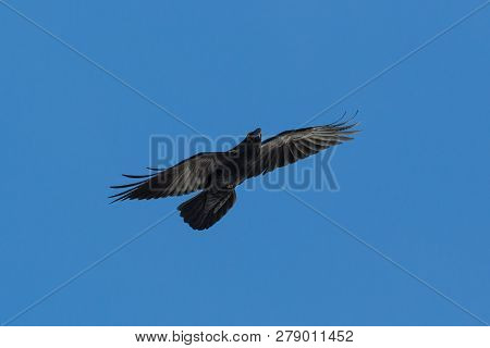 Front View Natural Flying Northern Raven (corvus Corax), Blue Sky, Spread Wings