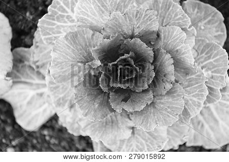 Decorative Cabbage With Violet Leaves Top View. Kale Plant Flowering Outdoor. Garden Decorative Crop