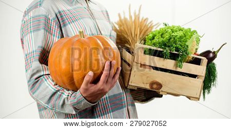 Buy Fresh Homegrown Vegetables. Just From Garden. Farmer Carry Box Or Basket Harvest Vegetables. Exc