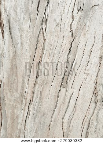 Eucalyptus Bark As Background, Eucalyptus Bark As Background, Wood Texture, Wood Backgroundwood Text