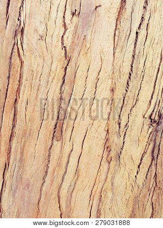 Eucalyptus Bark As Background, Eucalyptus Bark As Background, Wood Texture, Wood Backgroundwood Text
