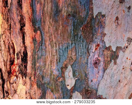 Eucalyptus Bark As Background, Eucalyptus Bark As Background, Wood Texture, Wood Backgroundwood Text