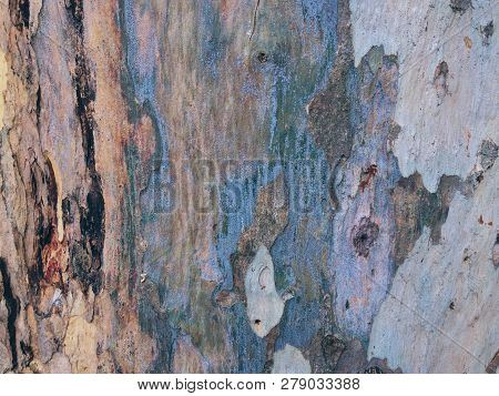 Eucalyptus Bark As Background, Eucalyptus Bark As Background, Wood Texture, Wood Backgroundwood Text