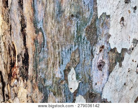 Eucalyptus Bark As Background, Eucalyptus Bark As Background, Wood Texture, Wood Backgroundwood Text
