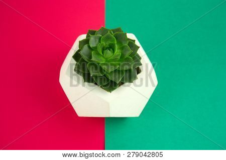 Top View Succulent In A Concrete Pot On A Vibrant Redd  And  Green  Background