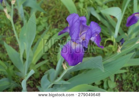 Close View Of Violet Flower Of Iris Germanica In Spring