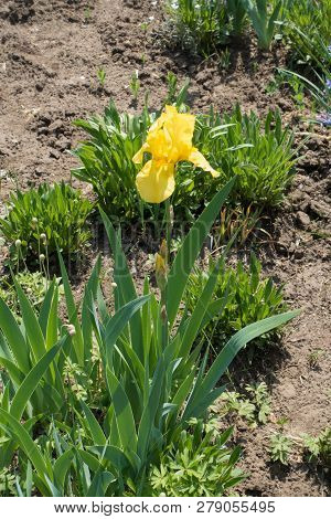 Florescence Of Yellow German Bearded Iris In Spring
