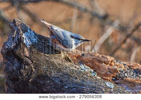 Eurasian Nuthatch (wood Nuthatch) Sits On A Large Lichen-covered Log In A Forest Park In Late Autumn